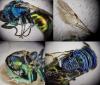 Pseudomalus auratus